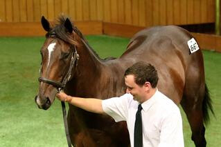 Dean Hawthorne secured Lot 667 for $700,000. Photo: Darryl Sherer